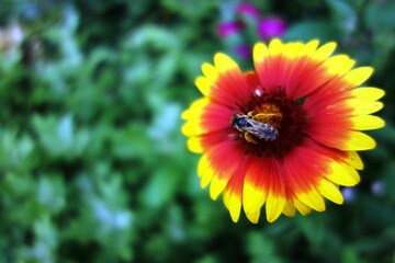 natural pollination bee with pollen on a gaillardia orange yellow flower