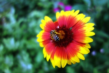 natural pollination bee with pollen on a gaillardia orange yellow flower