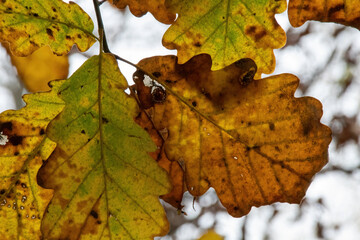 autumn leaves on the tree