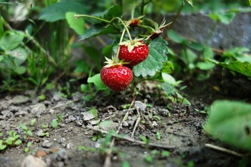 strawberry growing in a garden 