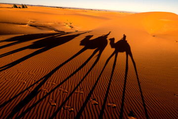 Sombras alargadas de camellos en el desierto. Merzouga, Marruecos. - obrazy, fototapety, plakaty