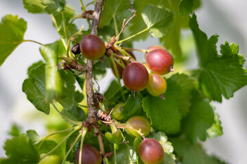 die rote Stachelbeeren am Ast des Strauches reife hera