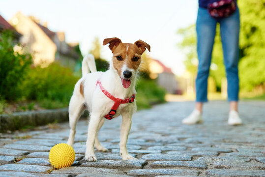 Dog walking at city street with his owner, Pet playing with toy ball at pavement, Jack russell terrier cute portrait