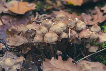mushroom in the forest