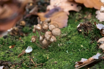 mushroom in the forest