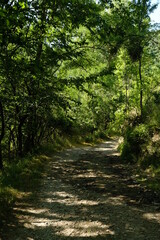 Fototapeta na wymiar footpath in the green forest