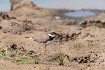 Little Ringed Plover (Charadrius dubius) feeding in the swamp