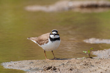 Little Ringed Plover (Charadrius dubius) feeding in the swamp