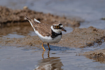 Little Ringed Plover (Charadrius dubius) feeding in the swamp