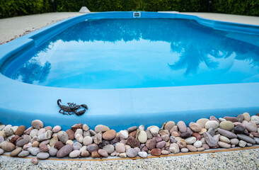 Scary black scorpion crawling on swimming pool. During hot spring and summer days, they often...