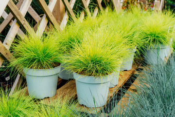 Seedlings in pots Festuca glauca green and yellow grass in plant pots in the garden center. Ideas for gardening and planting in a new season. Selective focus