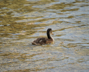 Junge Enten am Chiemsee 