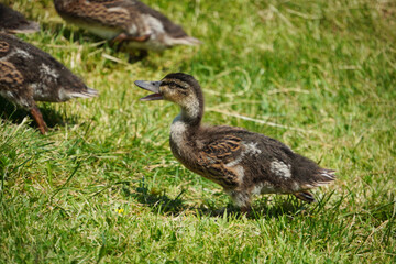 Junge Enten am Chiemsee 