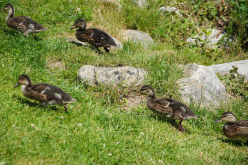 Junge Enten am Chiemsee 
