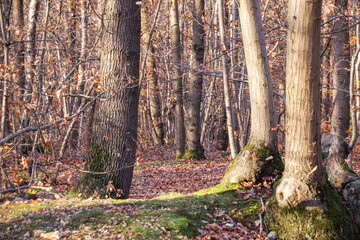 autumn forest in the autumn