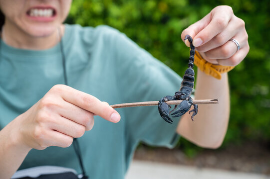 Cropped shot of woman holding a corpse of dead scorpion. During periods of hot weather, scorpions may move into living areas to escape the high temperatures in attics.