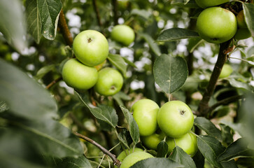 Ripe apples on a tree in a garden. Organic apples hanging from a tree branch in an apple orchard