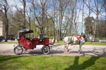 Fototapeta na wymiar Vintage carriage with white horse in park 