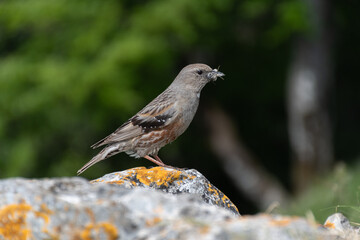 pajaro cominedo