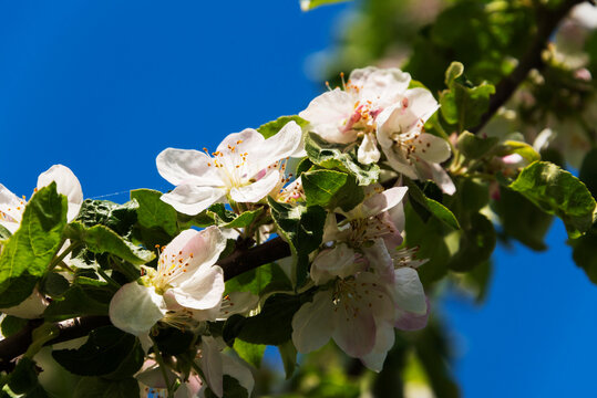Flowering apple tree branch with white-pink inflorescences