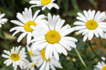White chamomile flower summer flowerbed background