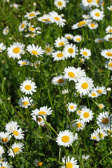 Fototapeta premium Blühende Gänseblümchen, Blumenwiese, Hintergrundbild, Deutschland, Europa