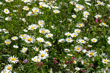 Blühende Gänseblümchen, Blumenwiese, Hintergrundbild, Deutschland, Europa