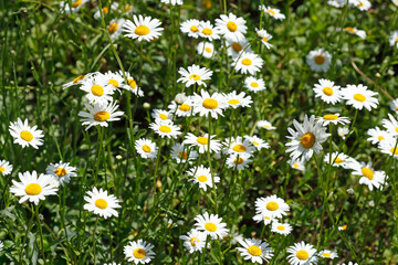Fototapeta premium Blühende Gänseblümchen, Blumenwiese, Hintergrundbild, Deutschland, Europa