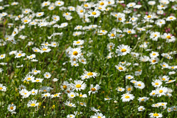 Blühende Gänseblümchen, Blumenwiese, Hintergrundbild, Deutschland, Europa