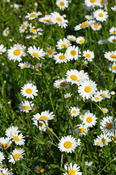 Blühende Gänseblümchen, Blumenwiese, Hintergrundbild, Deutschland, Europa