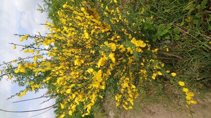 Genista tinctoria, the dyer's greenweed, dyer's broom, Genista tinctoria