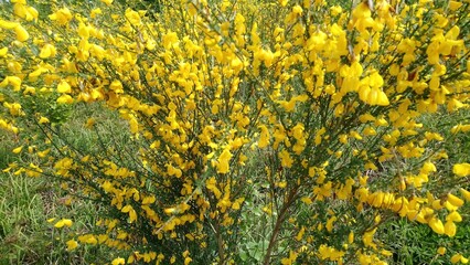 Genista tinctoria, the dyer's greenweed, dyer's broom, Genista tinctoria