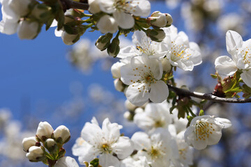 Closeup view of beautiful blossoming plum outdoors on sunny spring day