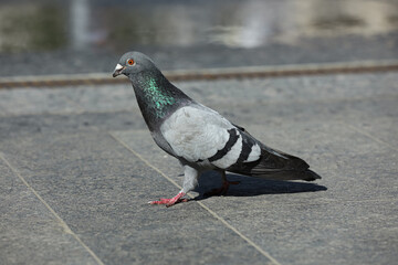 Beautiful grey dove outdoors on sunny day