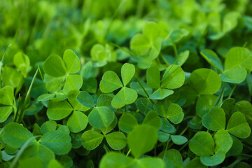 Closeup view of beautiful green clover leaves