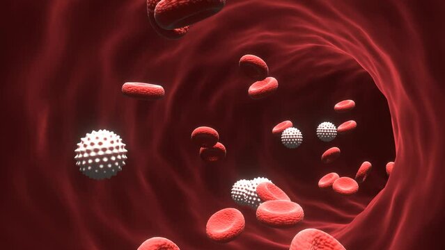 Medical 3d Animation of Red Blood Cells Flow Through Blood Vessel In Circulatory System