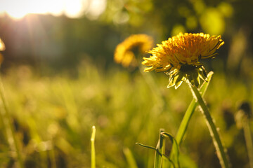 Beautiful yellow dandelion in bright green grass at sunset, closeup. Space for text
