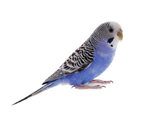 Beautiful parrot isolated on white. Exotic pet