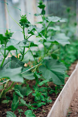 Cucumber vine with ovaries in the garden. Ripening cucumbers in the garden in the sun in the greenhouse. Agricultural industry. An organic product. Farming.