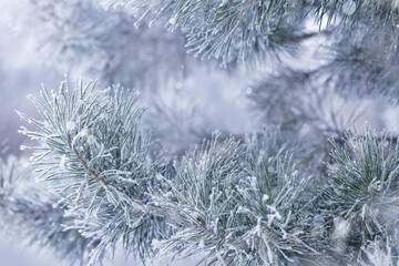 Pine tree branches are covered frost, winter natural background, snow conifer needles close up. Winter landscape, beauty in nature, holiday mood, it is snowing. Copy space, blue toned.