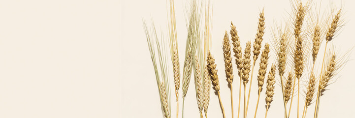 Top view ears of cereal crops with awns, durum wheat, rye, barley grain crop at sunlight as banner with copyspace. Flat lay ears of wheat on table, minimal still life, harvest concept background