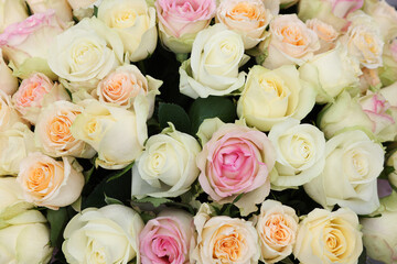 Many beautiful roses as background, top view