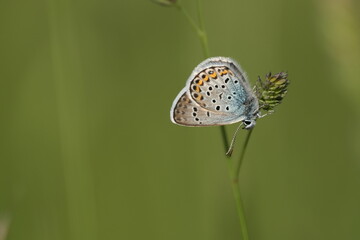 Silver studded blue butterfly, close up in nature