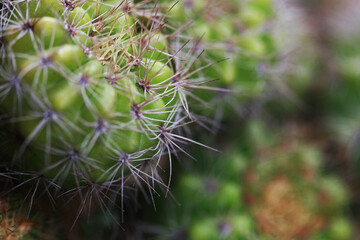 Leaves Tropical forest trees texture background wallpaper