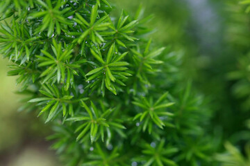 Leaves Tropical forest trees texture background wallpaper