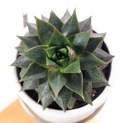 多肉植物、エケベリア・大和錦の葉【白背景】