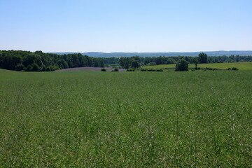 Fototapeta premium field and blue sky