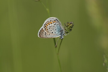 Silver studded blue butterfly, close up in nature