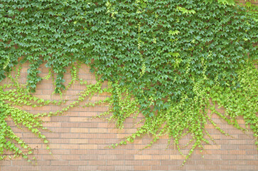 The green wall
