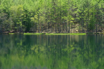 Fototapeta na wymiar 新緑の森の映り込みが美しい山の中の池